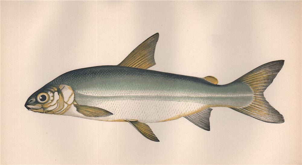 GWYNIAD. Coregonus pennantii, Guiniad. COUCH. Fish 1862 old antique print